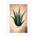 Poster Herbarium Page - vintage composition with green plant on brown background 129382 additionalThumb 23