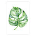 Poster Watercolor Monstera - a simple composition with a green plant leaf 136382