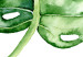 Poster Watercolor Monstera - a simple composition with a green plant leaf 136382 additionalThumb 26