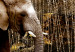 Acrylic print Brown Elephants [Glass] 92382 additionalThumb 6