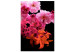 Canvas Flowers in pink - colorful composition with flowers in shades, pink, violet and oranges on a black background 118392