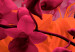 Canvas Flowers in pink - colorful composition with flowers in shades, pink, violet and oranges on a black background 118392 additionalThumb 5