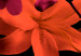 Canvas Flowers in pink - colorful composition with flowers in shades, pink, violet and oranges on a black background 118392 additionalThumb 4