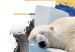 Wall Poster Polar Bear - sleeping winter animal amidst ice on white background 123992 additionalThumb 6