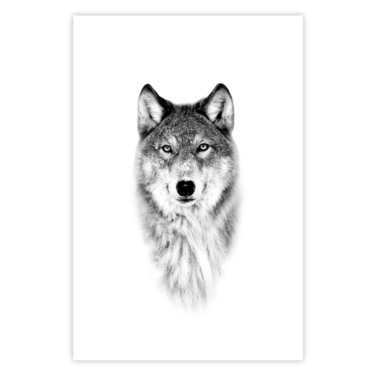 Wall Poster Snowy Wolf - black and white portrait of a wolf on a bright contrasting background 126292 additionalImage 19