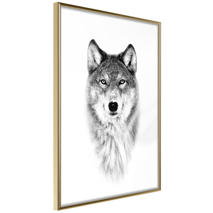 Wall Poster Snowy Wolf - black and white portrait of a wolf on a bright contrasting background 126292 additionalImage 12