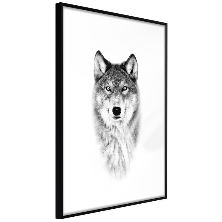 Wall Poster Snowy Wolf - black and white portrait of a wolf on a bright contrasting background 126292 additionalImage 6