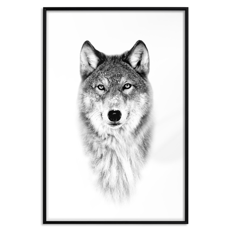 Wall Poster Snowy Wolf - black and white portrait of a wolf on a bright contrasting background 126292 additionalImage 16