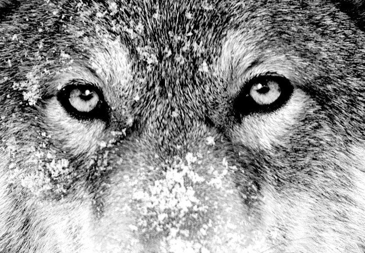 Wall Poster Snowy Wolf - black and white portrait of a wolf on a bright contrasting background 126292 additionalImage 10