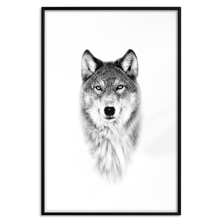 Wall Poster Snowy Wolf - black and white portrait of a wolf on a bright contrasting background 126292 additionalImage 15