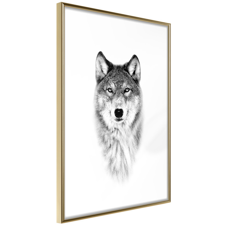 Wall Poster Snowy Wolf - black and white portrait of a wolf on a bright contrasting background 126292 additionalImage 7