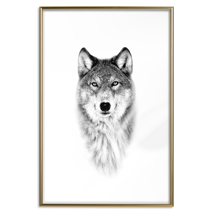 Wall Poster Snowy Wolf - black and white portrait of a wolf on a bright contrasting background 126292 additionalImage 14