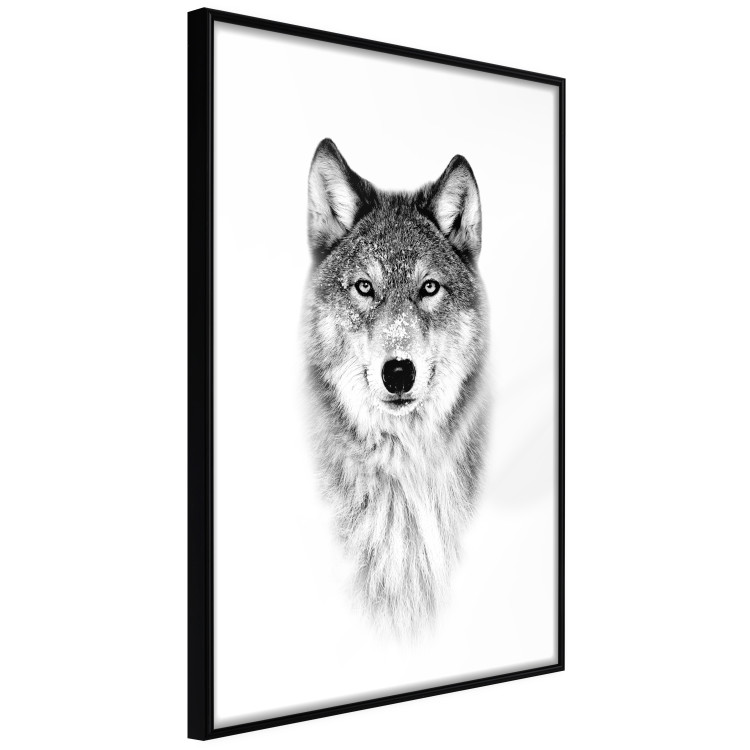Wall Poster Snowy Wolf - black and white portrait of a wolf on a bright contrasting background 126292 additionalImage 11
