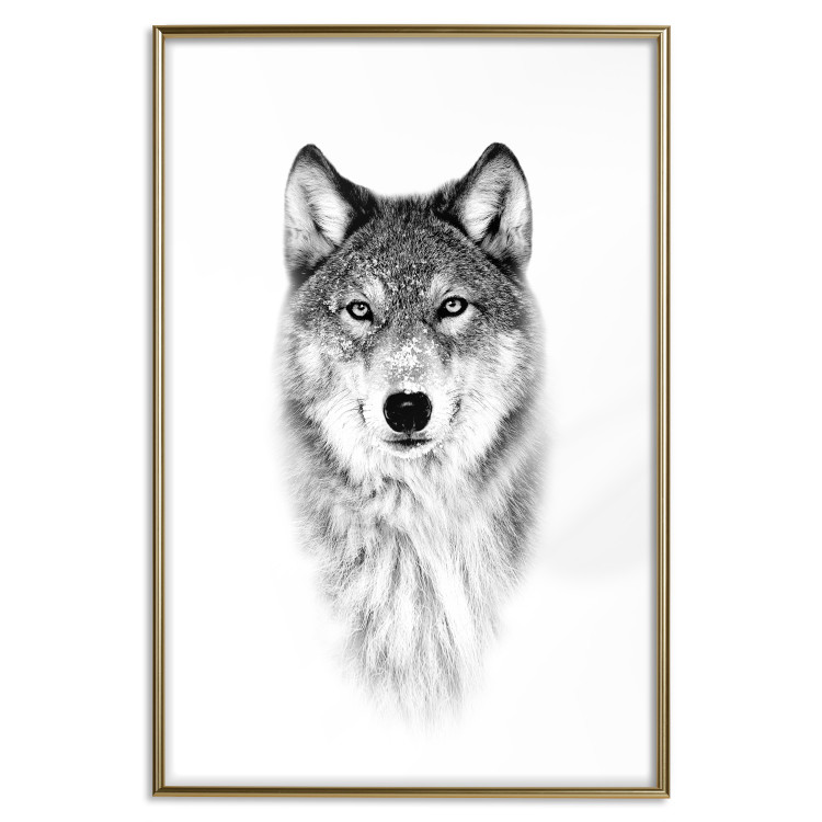 Wall Poster Snowy Wolf - black and white portrait of a wolf on a bright contrasting background 126292 additionalImage 17