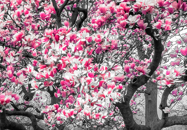 Canvas Print Blooming Magnolias - triptych with magnolia trees and pink flowers 128792 additionalImage 4