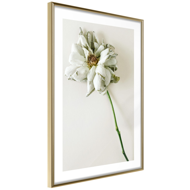 Poster Dried Memory - plant with white flower on a uniform background 130292 additionalImage 9