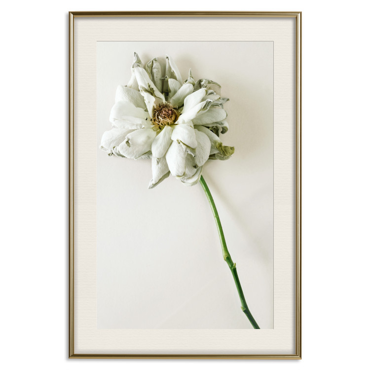 Poster Dried Memory - plant with white flower on a uniform background 130292 additionalImage 20