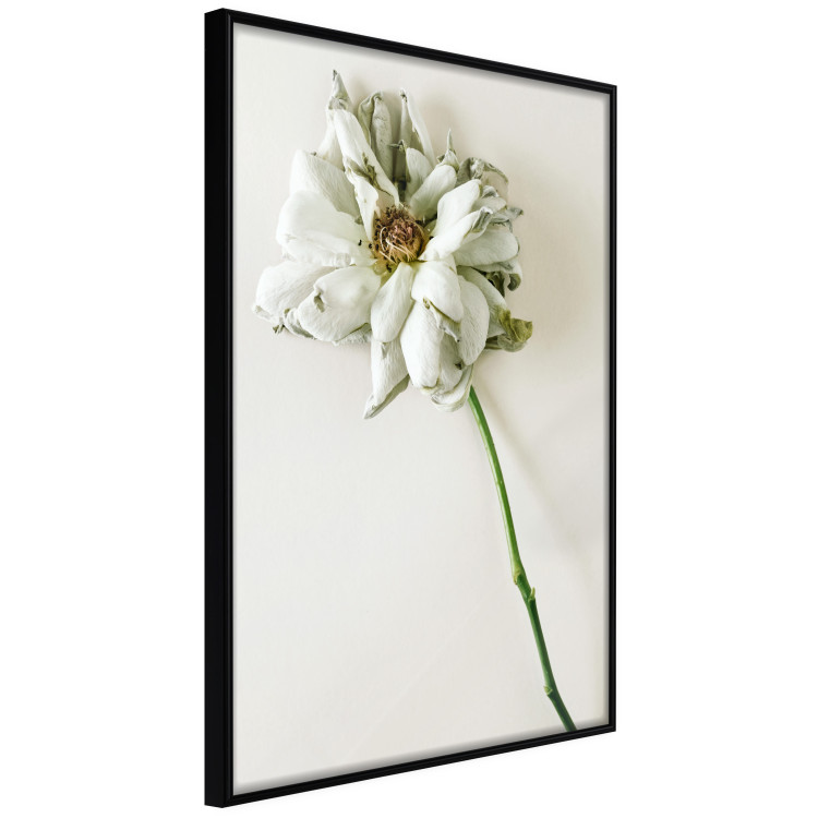 Poster Dried Memory - plant with white flower on a uniform background 130292 additionalImage 11