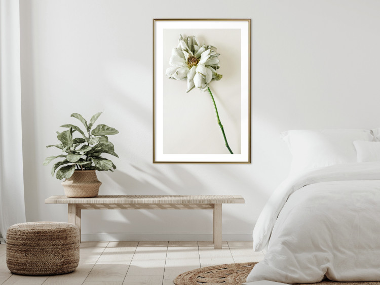 Poster Dried Memory - plant with white flower on a uniform background 130292 additionalImage 13