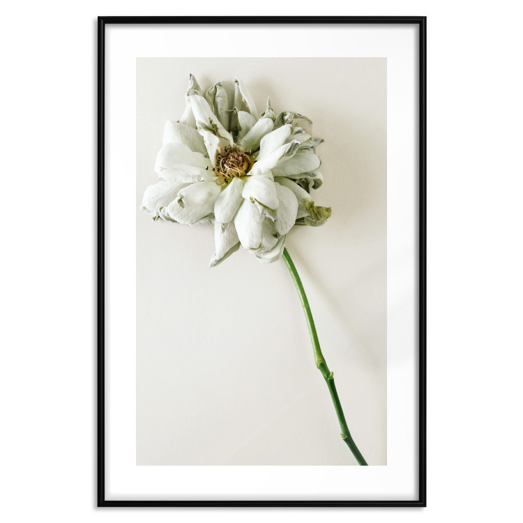 Poster Dried Memory - plant with white flower on a uniform background 130292 additionalImage 15