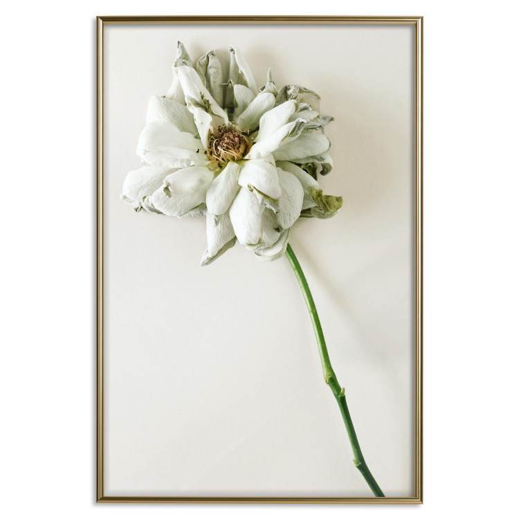 Poster Dried Memory - plant with white flower on a uniform background 130292 additionalImage 21