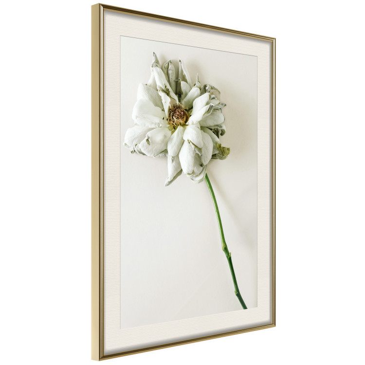 Poster Dried Memory - plant with white flower on a uniform background 130292 additionalImage 3