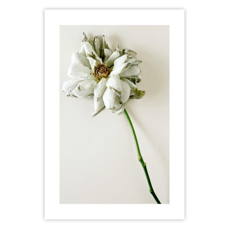 Poster Dried Memory - plant with white flower on a uniform background 130292 additionalImage 19