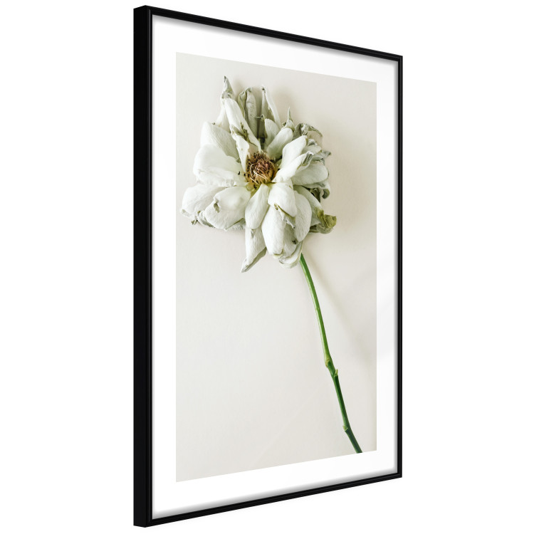 Poster Dried Memory - plant with white flower on a uniform background 130292 additionalImage 8