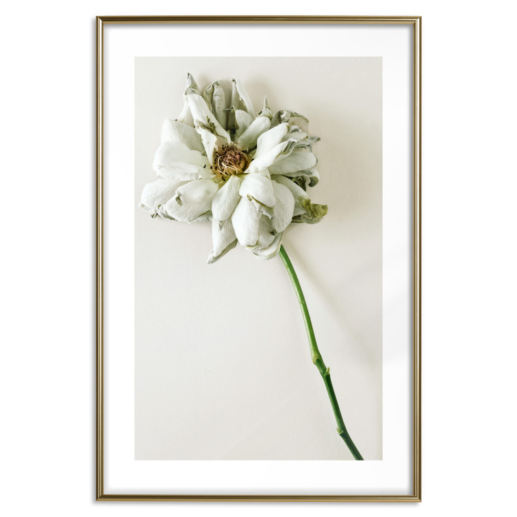 Poster Dried Memory - plant with white flower on a uniform background 130292 additionalImage 16
