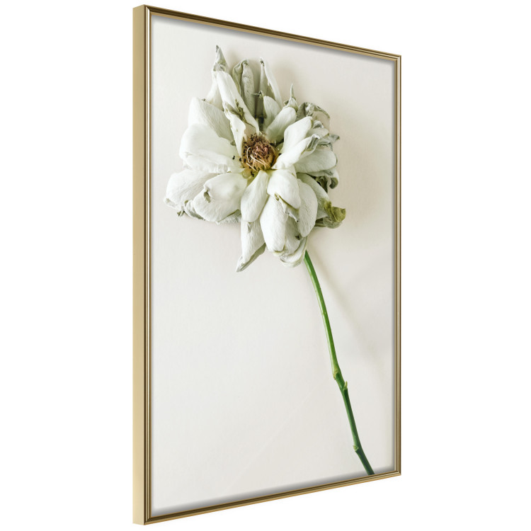 Poster Dried Memory - plant with white flower on a uniform background 130292 additionalImage 12
