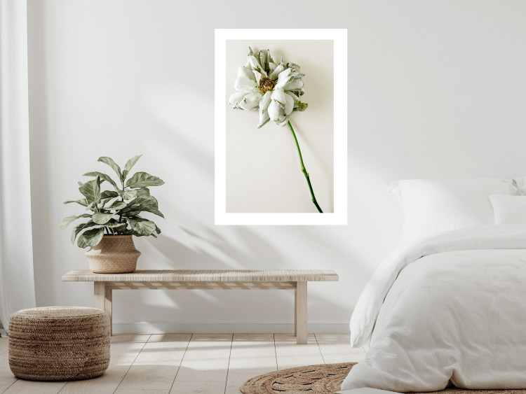 Poster Dried Memory - plant with white flower on a uniform background 130292 additionalImage 5