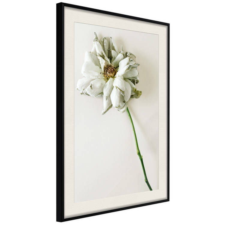Poster Dried Memory - plant with white flower on a uniform background 130292 additionalImage 2