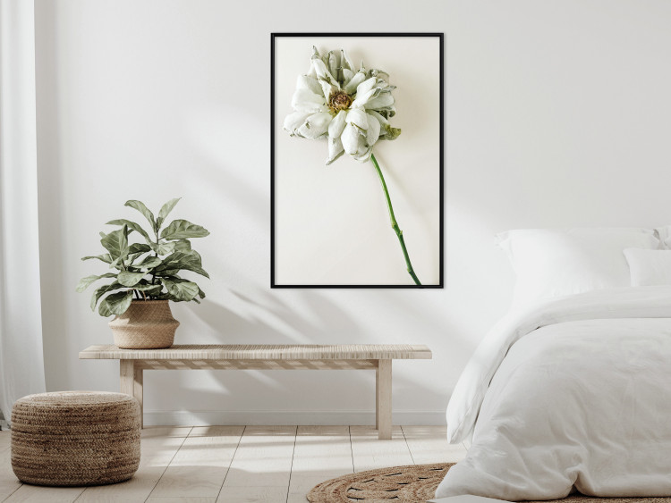 Poster Dried Memory - plant with white flower on a uniform background 130292 additionalImage 4