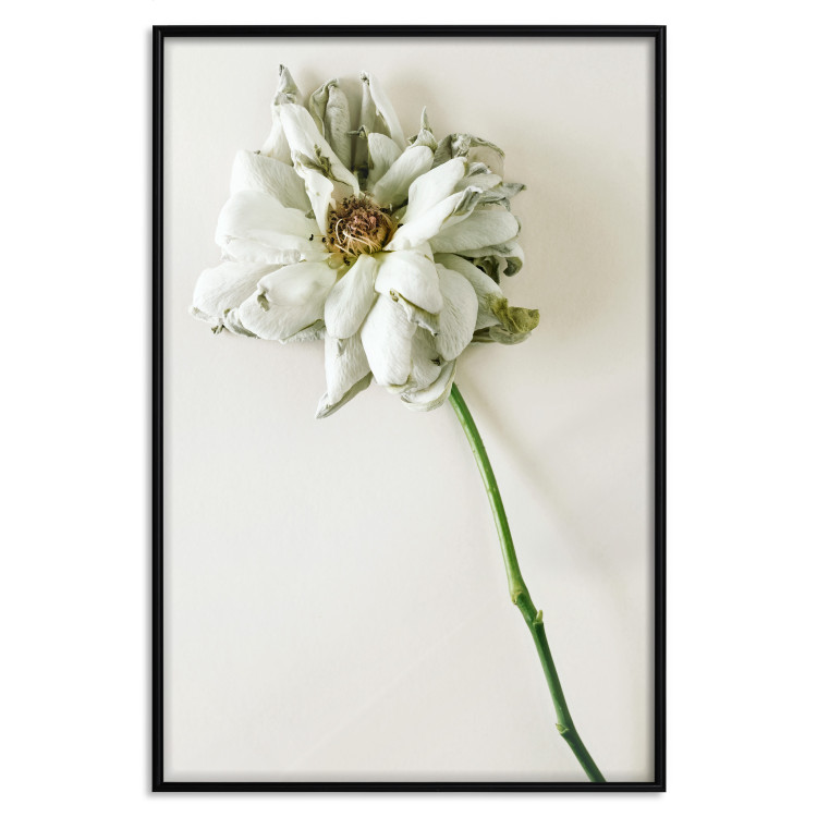 Poster Dried Memory - plant with white flower on a uniform background 130292 additionalImage 16