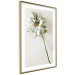 Poster Dried Memory - plant with white flower on a uniform background 130292 additionalThumb 7