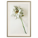 Poster Dried Memory - plant with white flower on a uniform background 130292 additionalThumb 20