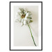 Poster Dried Memory - plant with white flower on a uniform background 130292 additionalThumb 17