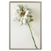 Poster Dried Memory - plant with white flower on a uniform background 130292 additionalThumb 21