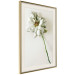 Poster Dried Memory - plant with white flower on a uniform background 130292 additionalThumb 3