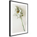 Poster Dried Memory - plant with white flower on a uniform background 130292 additionalThumb 8