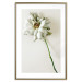 Poster Dried Memory - plant with white flower on a uniform background 130292 additionalThumb 16