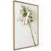 Poster Dried Memory - plant with white flower on a uniform background 130292 additionalThumb 12