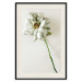 Poster Dried Memory - plant with white flower on a uniform background 130292 additionalThumb 19