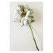 Poster Dried Memory - plant with white flower on a uniform background 130292