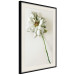 Poster Dried Memory - plant with white flower on a uniform background 130292 additionalThumb 2