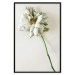 Poster Dried Memory - plant with white flower on a uniform background 130292 additionalThumb 18