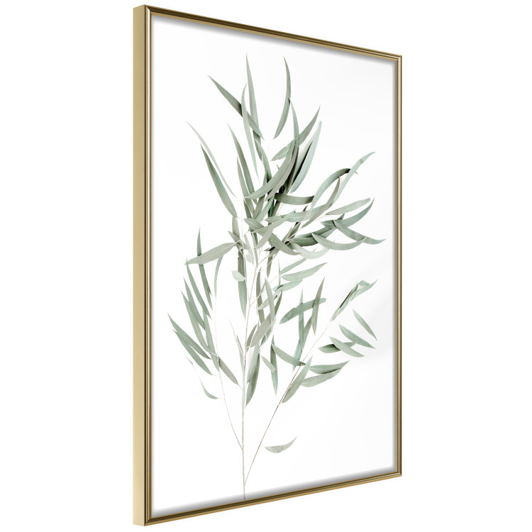 Wall Poster Eucalyptus Nicholii - minimalist composition with green leaves 137492 additionalImage 23