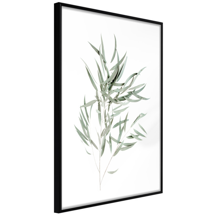 Wall Poster Eucalyptus Nicholii - minimalist composition with green leaves 137492 additionalImage 15