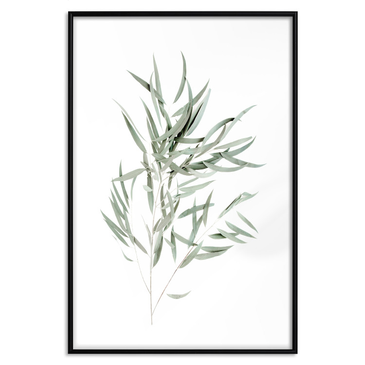 Wall Poster Eucalyptus Nicholii - minimalist composition with green leaves 137492 additionalImage 2
