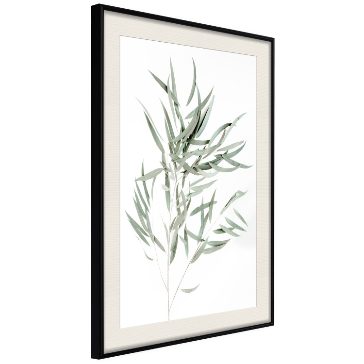 Wall Poster Eucalyptus Nicholii - minimalist composition with green leaves 137492 additionalImage 20